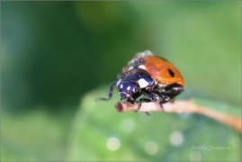 <p>SLUNÉČKO SEDMITEČNÉ (Coccinella septempunctata)</p>